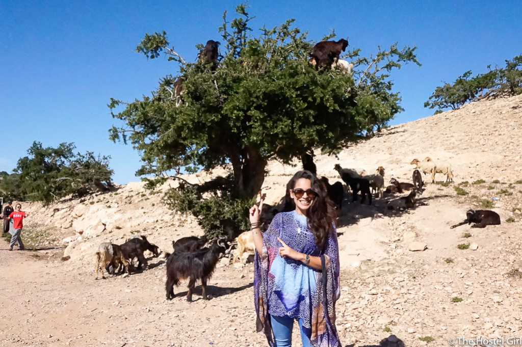 Secrets of Morocco Goats in Trees The Hostel Girl -1